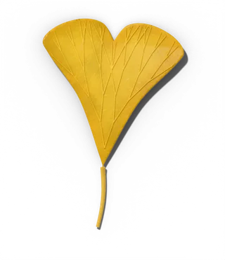Ginkgo leaf in fall, butter yellow
