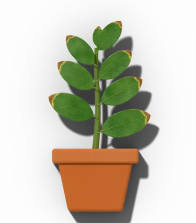 Potted houseplant showing: Crisp brown tips and edges.