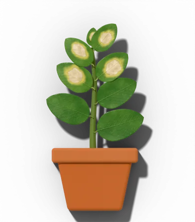 Potted houseplant showing: Bleached, faded or scorched patches.