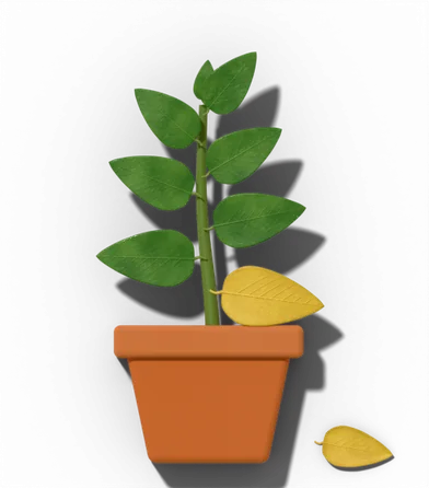 Potted houseplant showing: A few of the oldest, lowest leaves yellow and drop.