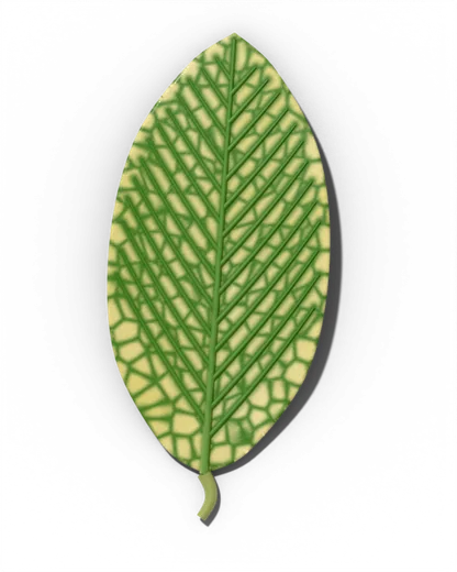 Iron deficiency leaf chlorosis
