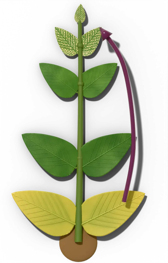 A young plant whose lowest pair of leaves is yellow from nitrogen shortage and whose newest leaves are ivory with green veins from iron shortage; a purple arrow runs from the old leaves up to the shoot tip