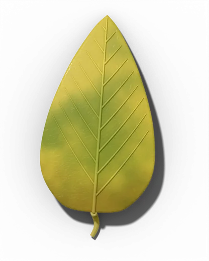Overwatering symptom: Yellow, limp leaves that wilt even though the soil is wet.