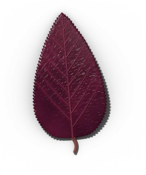 Normal leaf color, not a problem: purple foliage