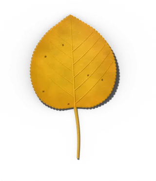 Quaking aspen leaf in fall, golden yellow