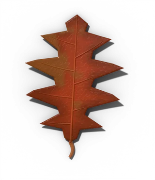 Red oak leaf in fall, russet to brown