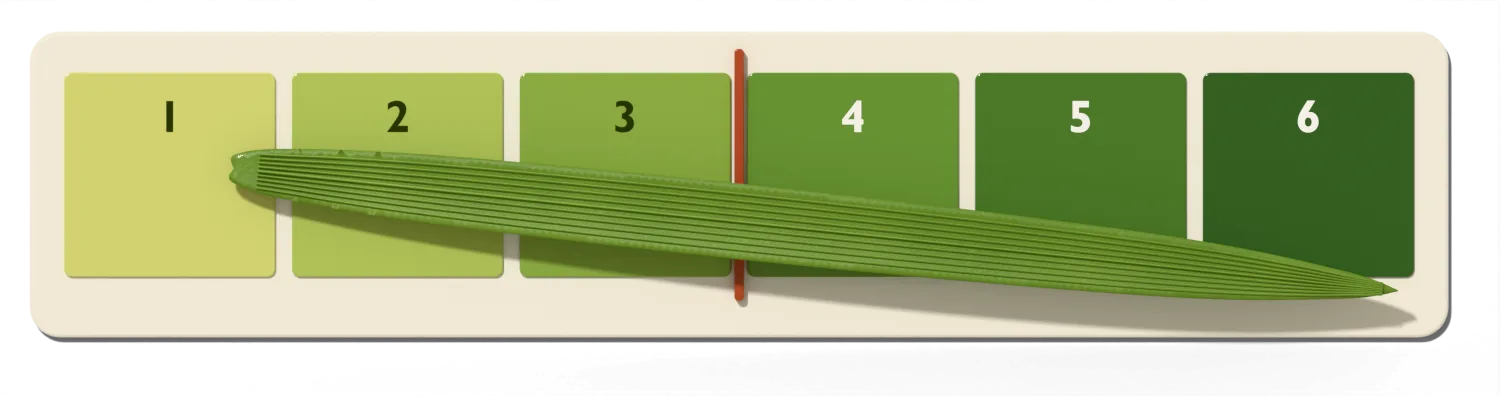 Six-panel leaf color chart running from yellowish green (1) to dark green (6), with a red marker after panel 3 and a rice leaf laid across it