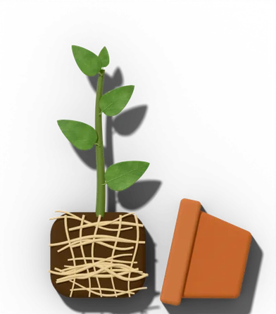 Potted houseplant showing: Dries out fast; slow growth; roots circle the pot.