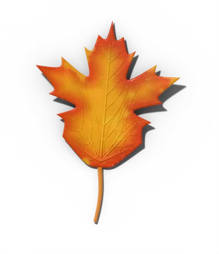 Sugar maple leaf in fall, orange, red, yellow