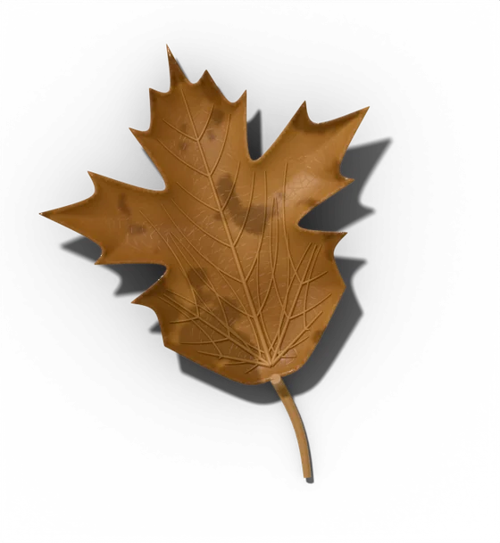 Sugar maple leaf, fallen stage