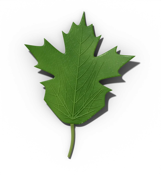 Sugar maple leaf, summer stage