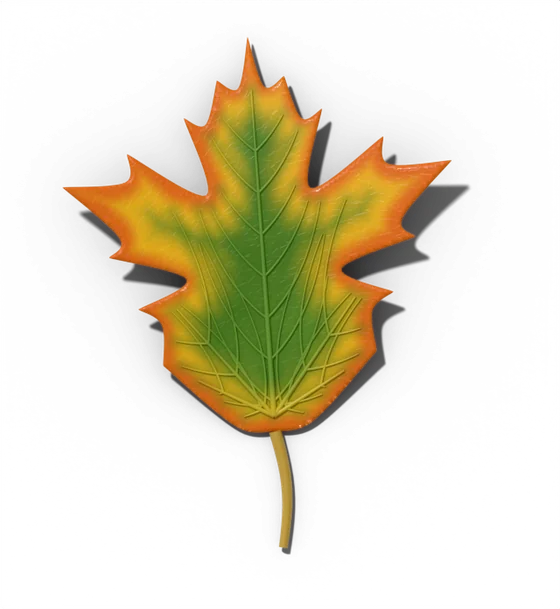 Sugar maple leaf, turning stage