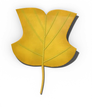 Tulip tree leaf in fall, clear yellow