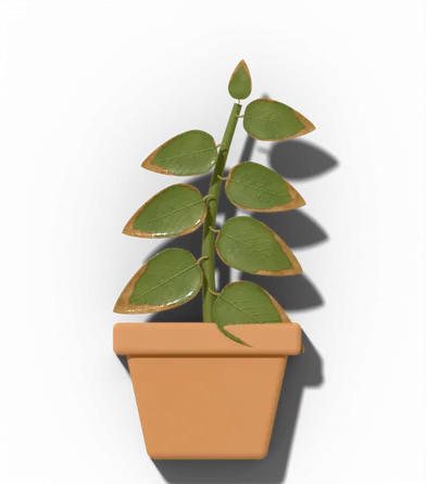 Potted houseplant showing: Wilting, crisp brown edges; pot feels light.