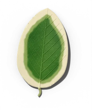 Normal leaf color, not a problem: variegated