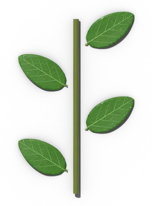 Alternate leaf arrangement: one leaf at each node