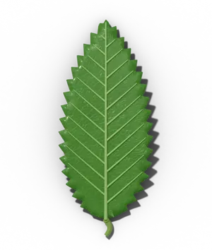 American beech leaf: elliptic, with straight side veins each ending in a tooth