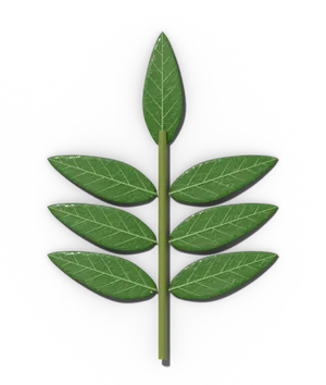 Ash leaf: pinnately compound, with paired leaflets and one end leaflet