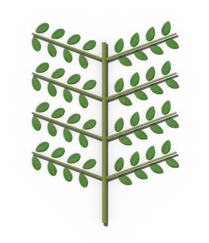 Bipinnate compound leaf: twice divided into small leaflets