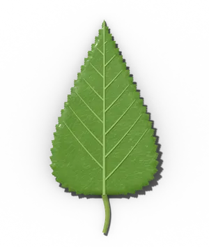 Birch leaf: ovate to triangular, with a doubly serrate margin
