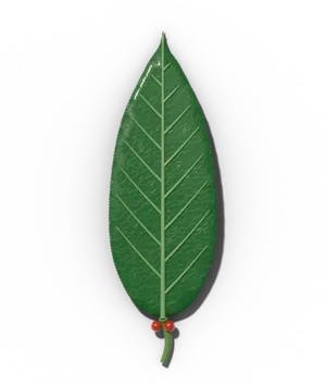 Black cherry leaf: narrow and finely toothed, with small glands on the petiole