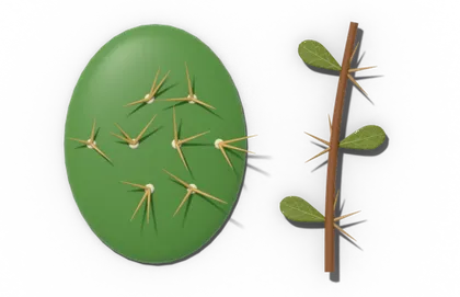 Leaves modified into spines: a cactus pad with spines growing from areoles and a barberry stem with three-pronged spines