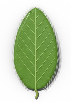 Ciliate leaf margin: fringed with hairs