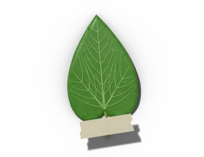 Cordate leaf shape: heart-shaped base