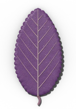 Crenate leaf margin: rounded scallops