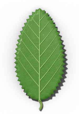 Dentate leaf margin: teeth point outward