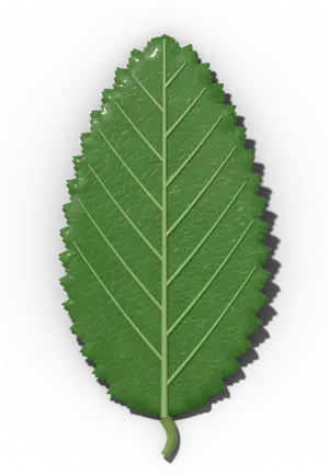Doubly serrate leaf margin: teeth on teeth
