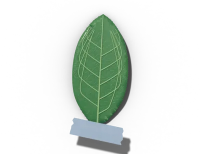 Elliptic leaf shape: oval, widest at the middle
