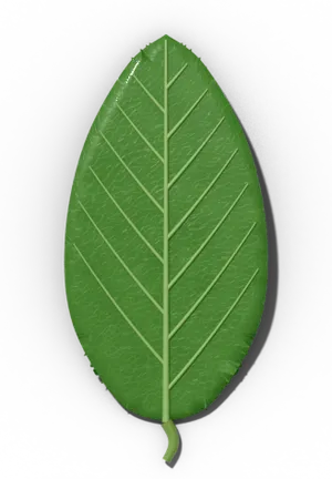 Entire leaf margin: smooth edge