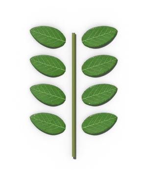 Even-pinnate compound leaf: paired leaflets with no end leaflet