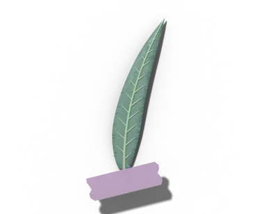 Falcate leaf shape: sickle-shaped, curved