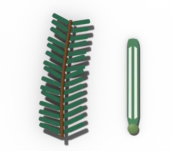 Fir twig with flat, soft needles, beside one needle showing two white bands