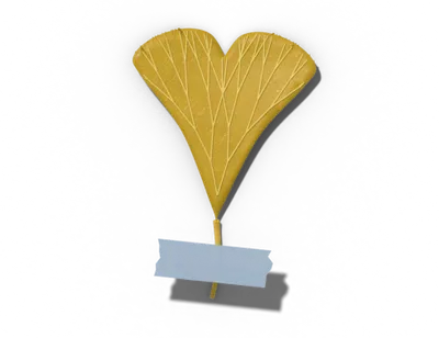 Flabellate leaf shape: fan-shaped