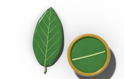 Glabrous leaf surface, smooth, without hairs, beside a brass hand lens