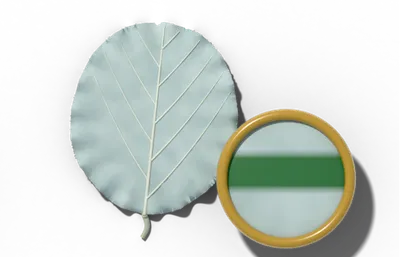 Glaucous leaf surface, a waxy bloom that rubs off, beside a brass hand lens