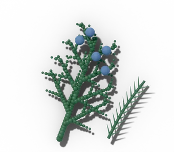 Juniper sprig with scale leaves, prickly awl-shaped needles and blue berry-like cones