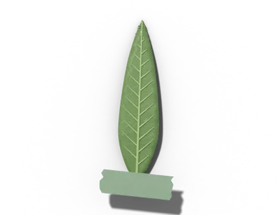 Lanceolate leaf shape: lance-shaped, widest below middle