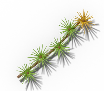 Larch twig with soft tufts of needles on short spur shoots, one tuft turning gold