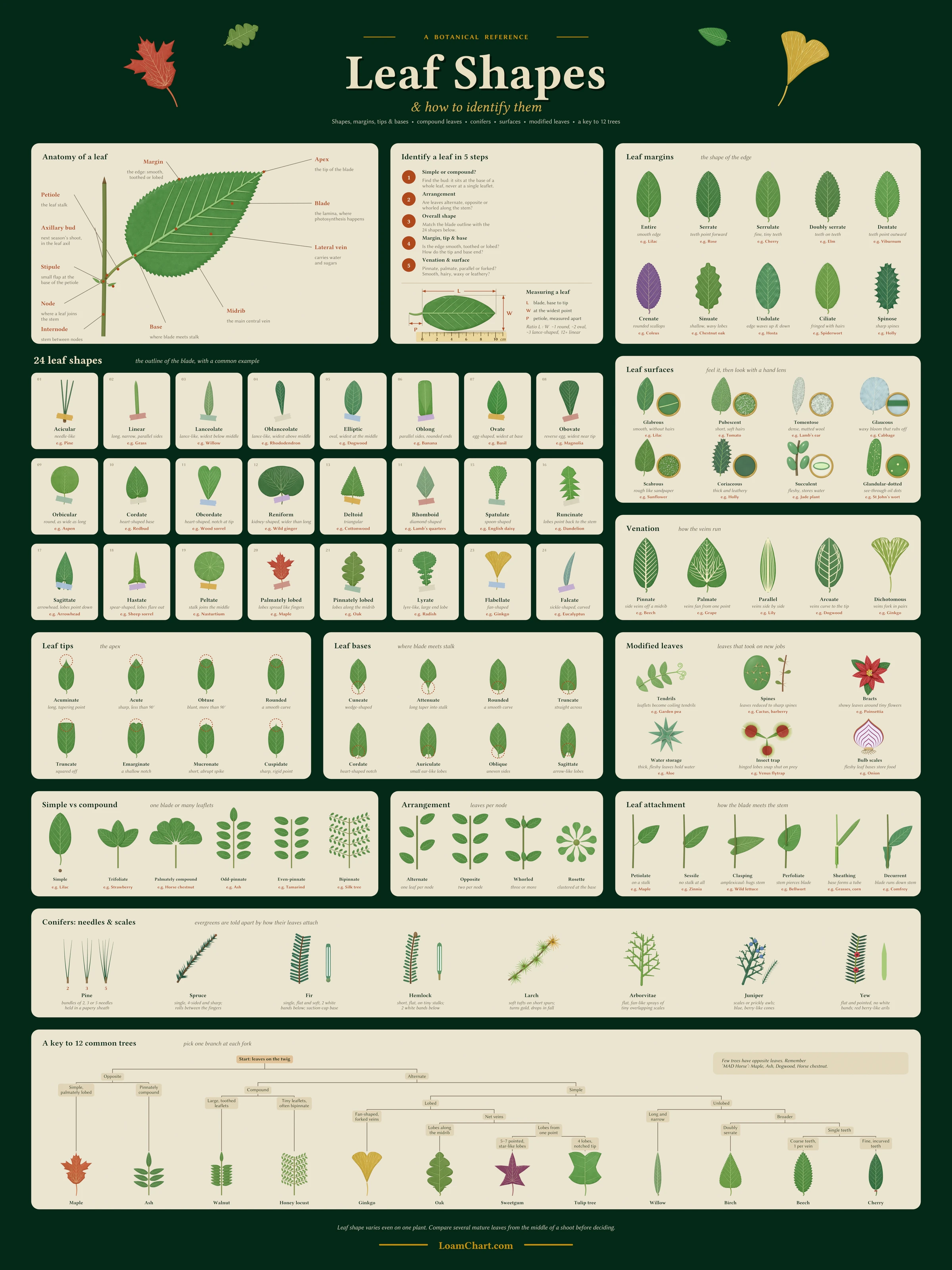 Leaf Shape Chart to Identify Leaves by Outline, Margin and Tip