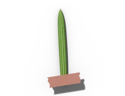 Linear leaf shape: long and narrow, parallel sides