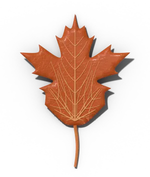 Maple leaf: palmately lobed, with veins fanning from the base