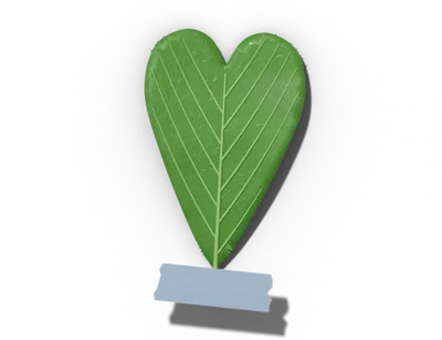 Obcordate leaf shape: heart-shaped, notch at tip
