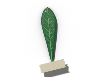 Oblanceolate leaf shape: reverse lance, widest above middle