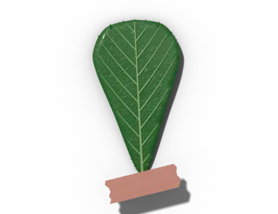 Obovate leaf shape: reverse egg, widest near tip