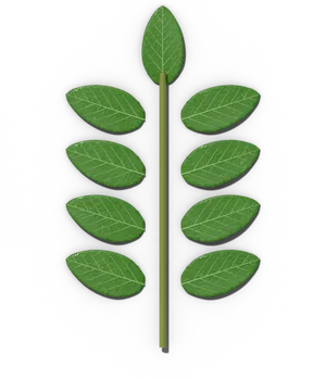 Odd-pinnate compound leaf: paired leaflets ending in one leaflet