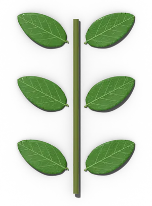 Opposite leaf arrangement: two leaves at each node